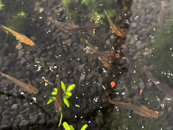 アブラムシをおいしそうに食べるめだか