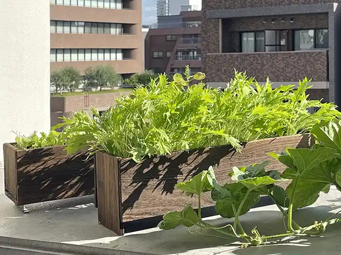 木製プランターで大きく成長した水菜やレタス