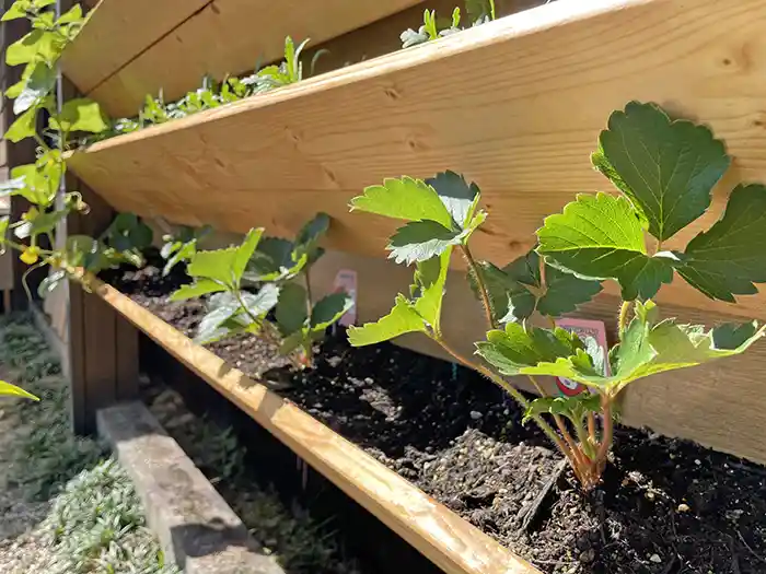 イチゴの苗を植えた段々プランター