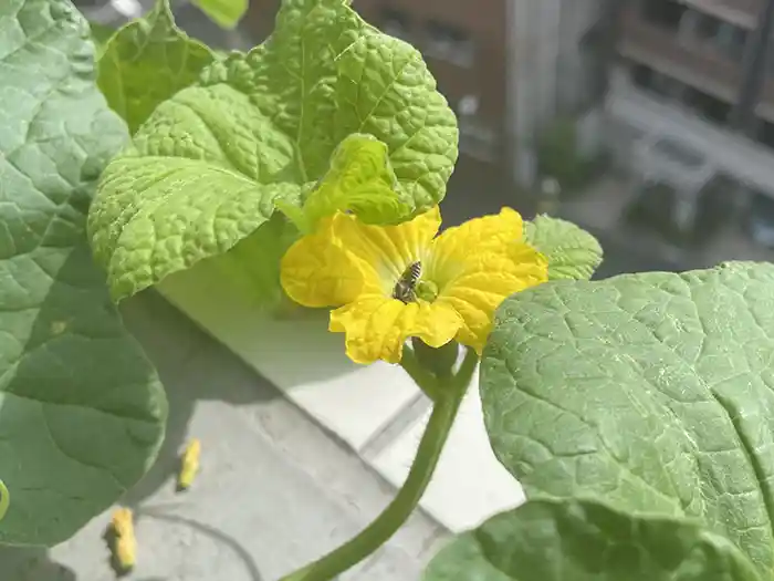 メロンを受粉させてくれる虫