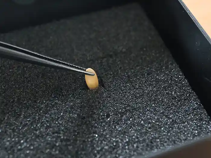 メロンの種まきの様子