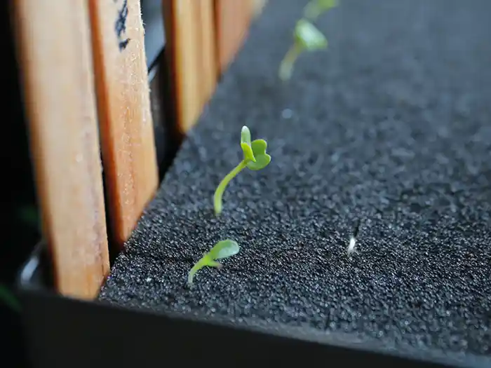 加温容器で発芽し始めた
