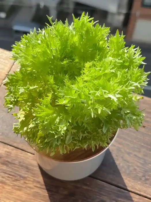 水耕栽培で育てたリーフレタス