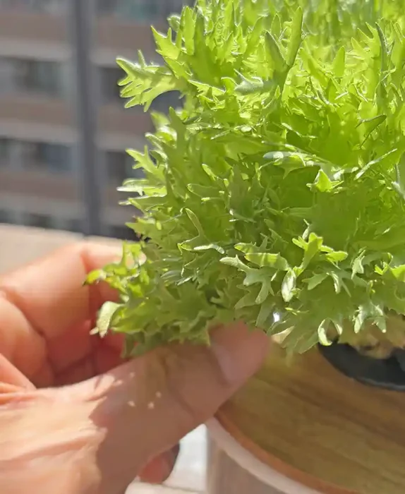 リーフレタスを収穫