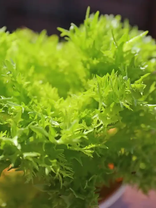 おいしそうなリーフレタスの葉