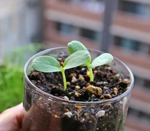発芽したメロンの苗
