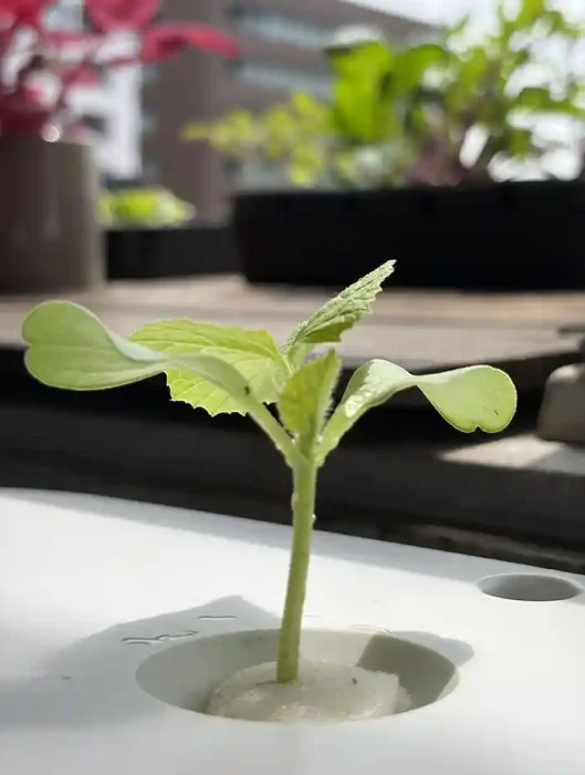 水耕栽培キットにセットしたメロンの苗