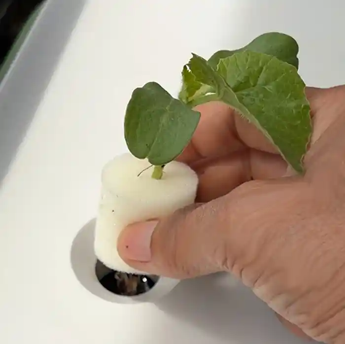 メロンを水耕催場キットにセット