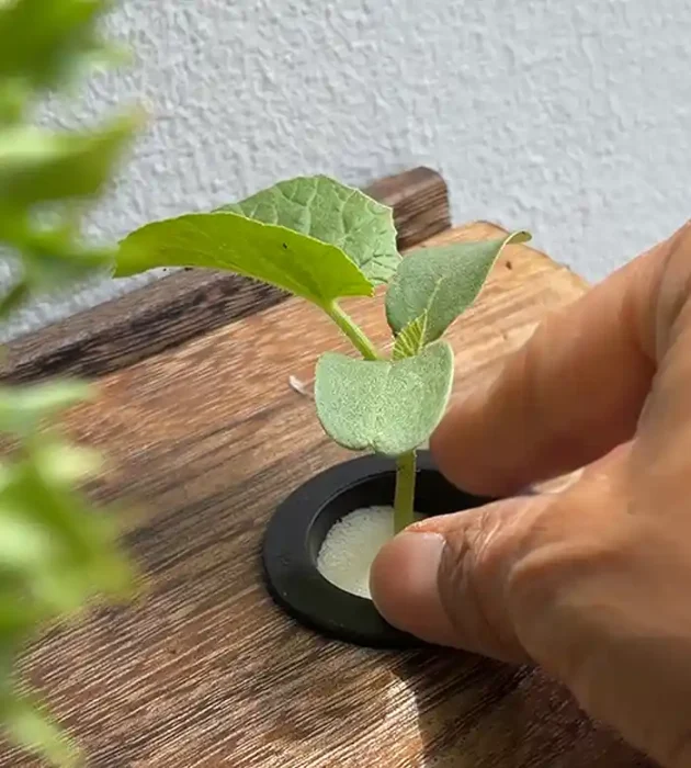 メロンの苗の植え付け