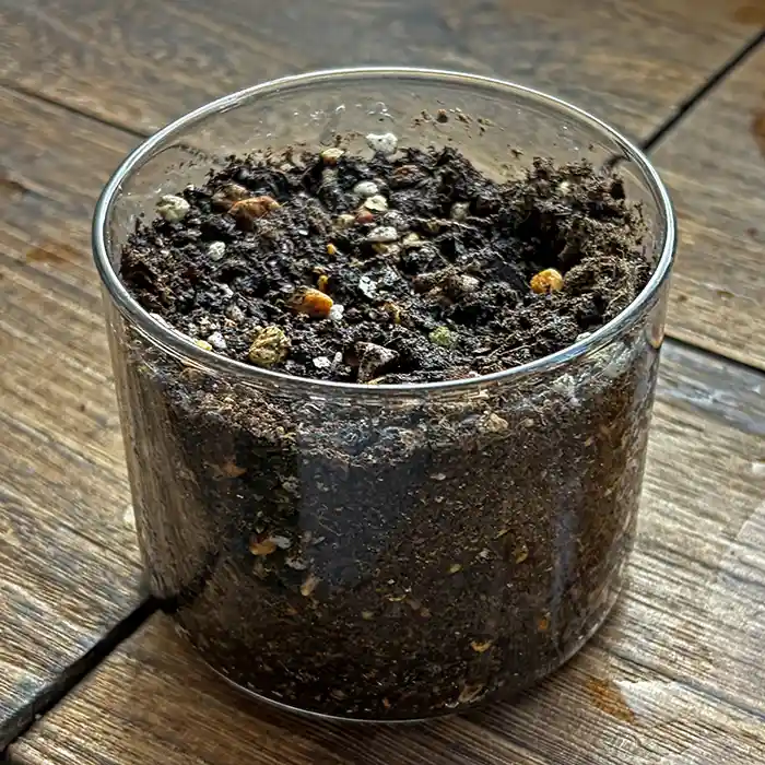 メロンを種まきした器