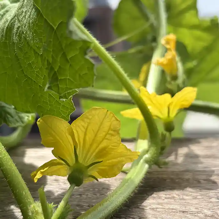 開花し始めたメロンの花