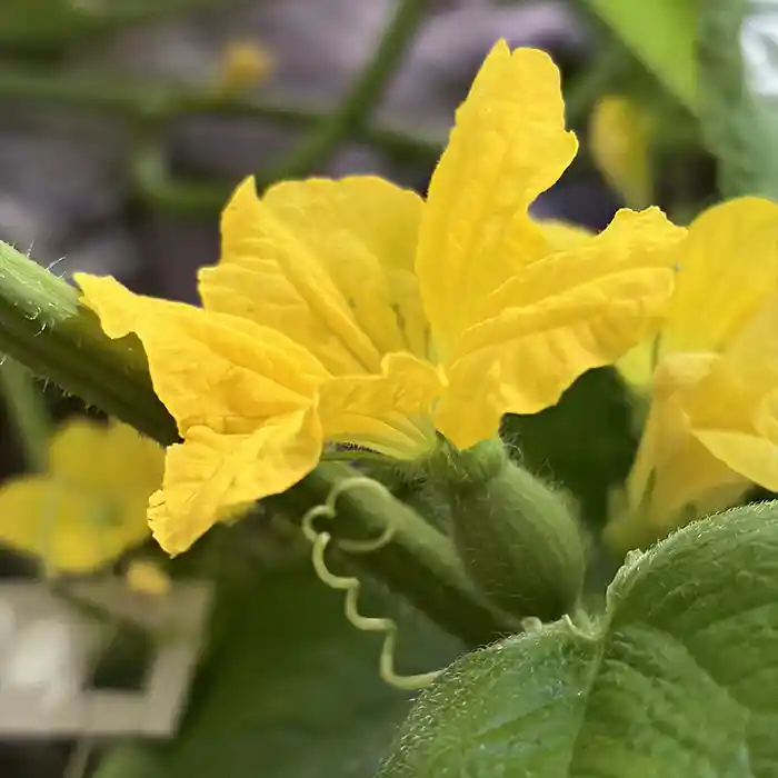 メロンの雌花