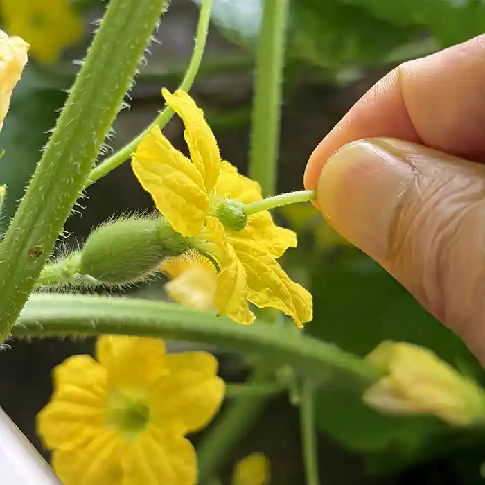 メロンの雌花の人工授粉の様子