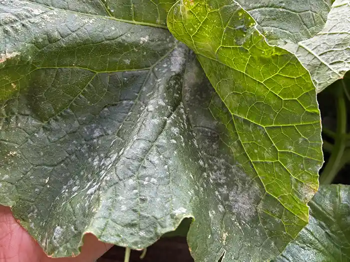 メロンの葉の隠れたところに発生したうどん粉病