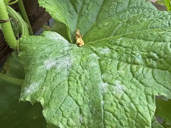 うどん粉病が発生して白くなったメロンの葉