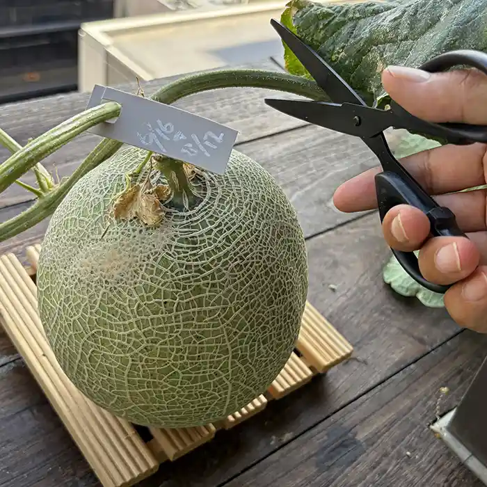 メロンの収穫