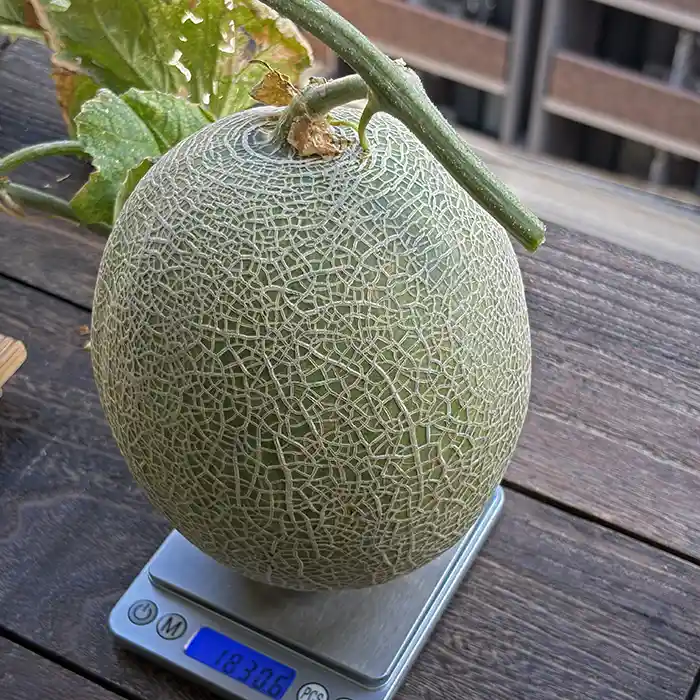 重さを図ってからメロンを追熟させる
